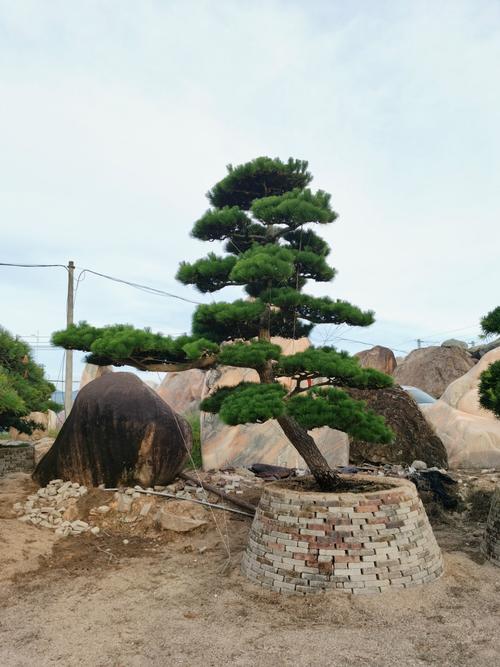 成都罗汉松造型报价