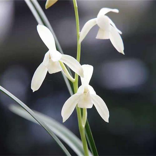 建兰四季兰秋雪兰花盆栽雪白花夏带花苞名贵兰花苗