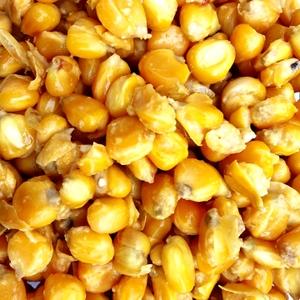 包邮 钓鱼玉米酒糟鱼饵鲤鱼草鱼青鱼料玉米粒高粱酒糟钓大鱼饵料