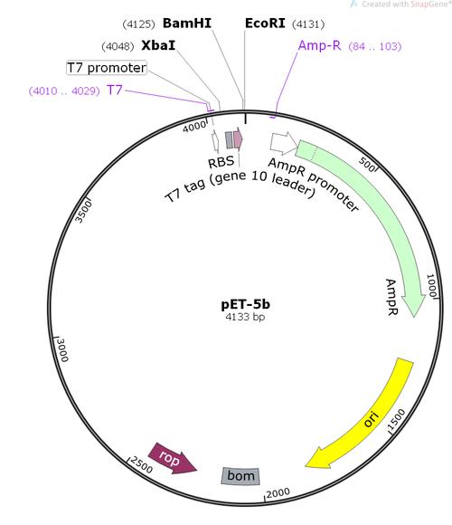 pet-5b大肠表达质粒载体质粒图谱序列价格抗性信息-淼灵质粒平台