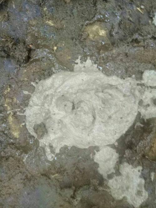 牛犊拉灰色的粪便是怎么回事?