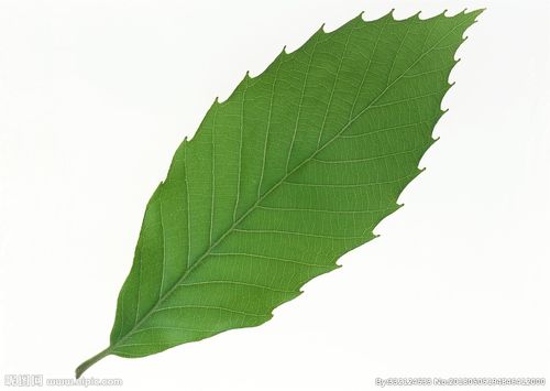 叶子摄影图__树木树叶_生物世界_摄影图库_昵图网nipic.com