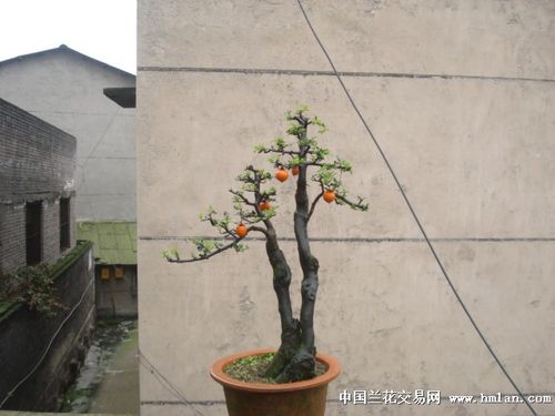 08]2棵挂果金弹子