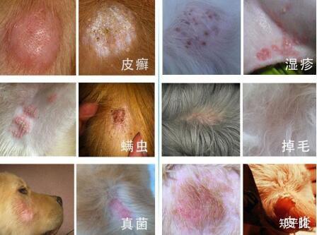 狗狗得了皮肤病怎么办