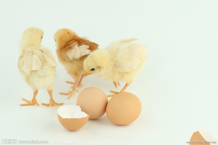 孵出的小鸡图片