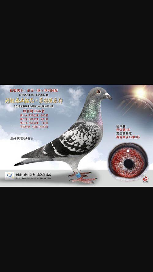 唐山阳光春季鸽王46名_温州华兴鸽舍_ ag188.com爱鸽