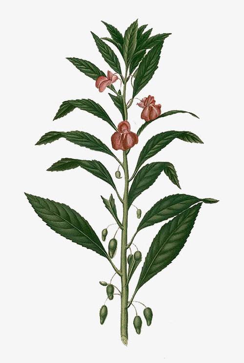 植物凤仙花叶子