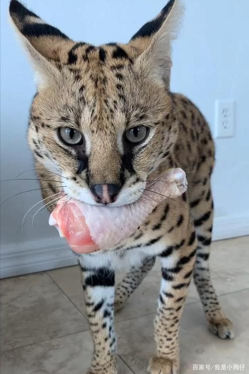 薮猫吃肉抓拍瞬间,体型修长高大,最凶的二级猫科保护动物