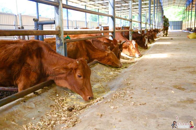 景东康专牛养殖农民专业合作社肉牛养殖基地