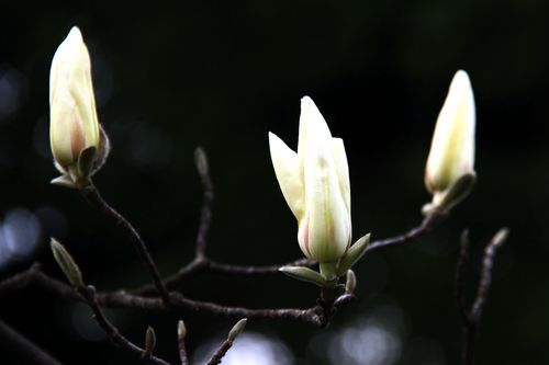 【宝华玉兰】木兰科,玉兰属