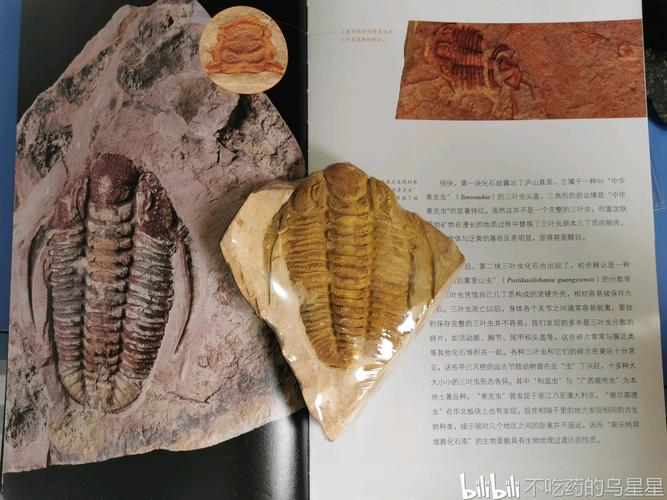 众所周知,寒武纪是三叶虫家族非常繁盛的一个时代,在广西的靖西果乐