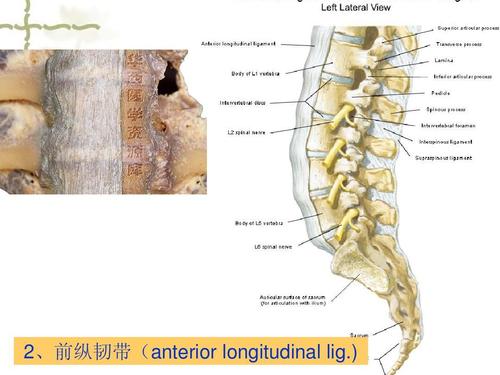 2,前纵韧带(anterior longitudinal lig.)