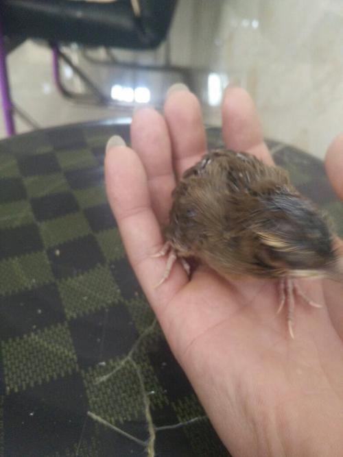 此鸟何解?是不是画眉?看起来像画眉,但是嘴巴是黑的