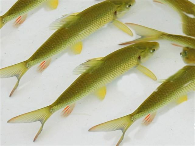 中国十大最贵淡水鱼