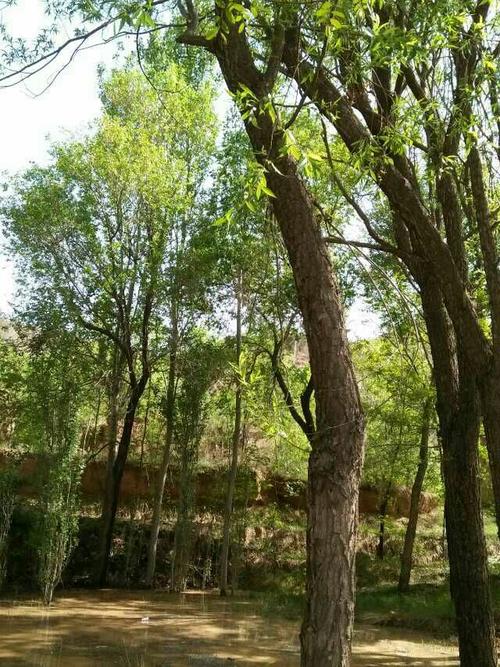 蒲树,地处甘肃省天水甘谷县渭北干旱山区(大石乡),它的左邻右舍是陇右