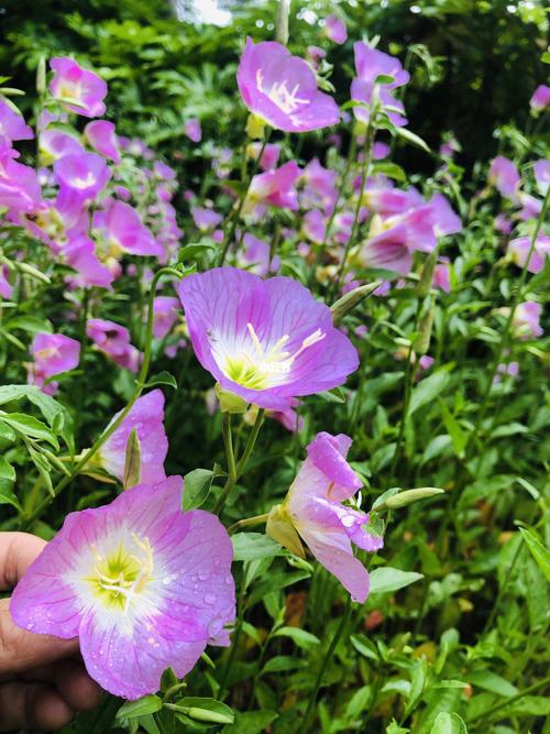 它的名字叫94月见草 月见草的花语与寓意有默默的爱