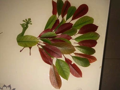 幼儿园粘贴画绘画秋天的树叶——师乐汇幼儿教师教育网