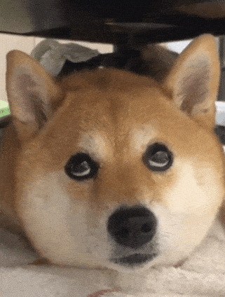 疑似虐狗?柴犬被砖块压到:意外挖掘出狗届影后