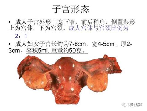 女性生殖系统生理子宫卵巢超声常规表现来源丨百度文库版权归原作者