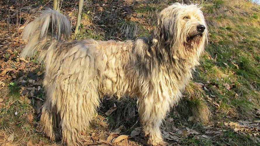 这是什么狗,是鬼犬吗?