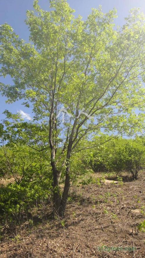 供应白蜡树(苦榴子)