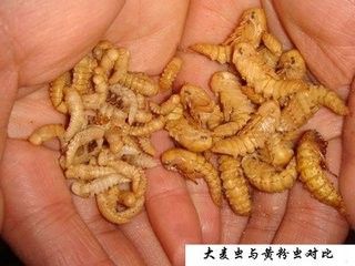 大麦虫怎么养殖