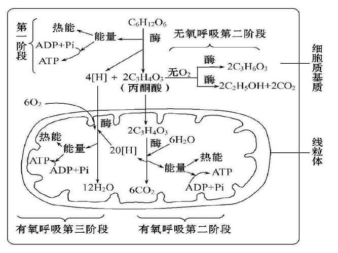 光合作用和呼吸作用课件ppt