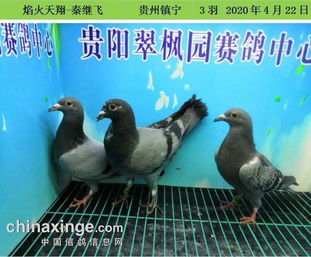 翠枫园4月22日幼鸽入棚照(二) - 贵州翠枫园赛鸽中心