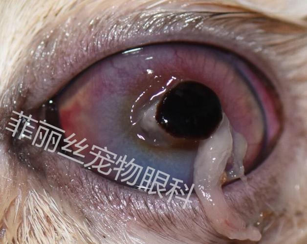 浅层的脱落后会出现角膜瘢痕化,深层脱落则会导致角膜穿孔