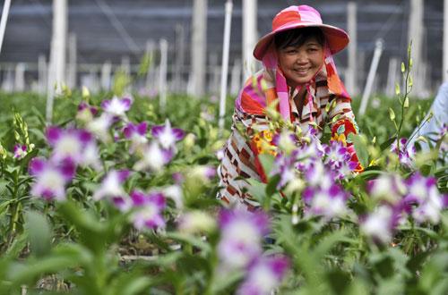图说:东方兰花基地