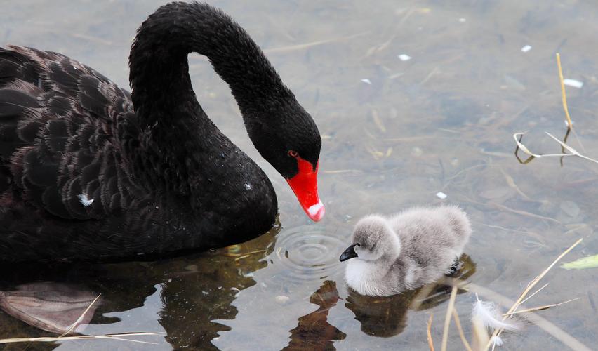 京城:圆明园公园玉玲珑景区,喜添5只黑天鹅宝宝