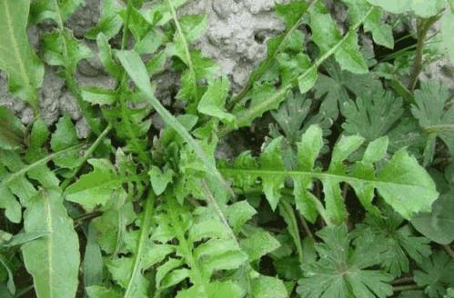 原创农村有些常见野菜对糖尿病有一定疗效可治疗红眼病