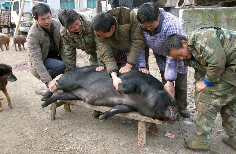 周至老县城杀年猪 关中黑秒变大白胖