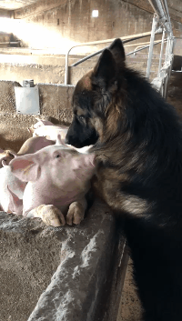猪不停的去蹭德牧狗狗却一脸无辜表情这么受欢迎我也很无奈