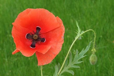 虞美人花通常为红色,茎上有毛,叶片羽状分裂,花丝为紫色.