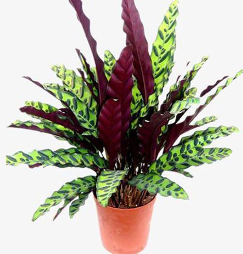 猫眼竹芋开花吗猫眼竹芋几月开花