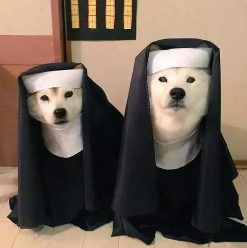 两只柴犬闹绝食,主人吓坏了,可医生的话却把人笑翻了