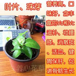 云南白药绿植