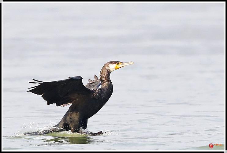 和鹈鹕长嘴下挂着的大皮口袋类似,鸬鹚的喉部也有一个皮囊,不过相对要