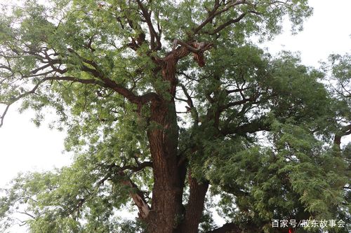 黄莲木