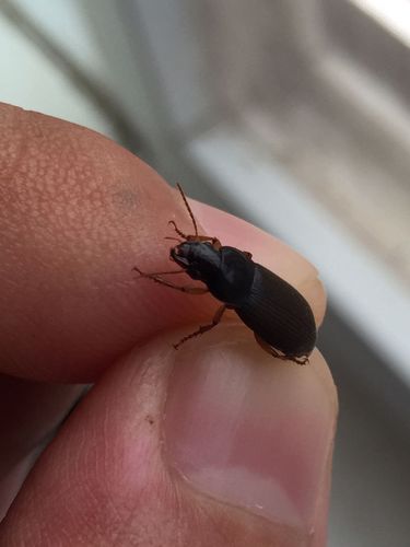 家里有几只这样的虫子,求问是不是蟑螂?