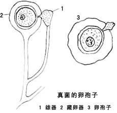 卵孢子-临床执业医师考试微生物备考