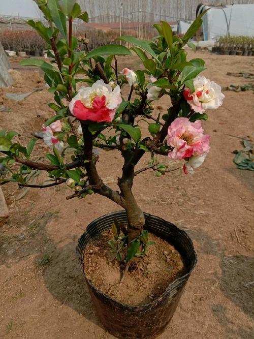 实图分享高压繁殖羽衣海棠,上图就是海棠新品种羽衣海棠,开花还是很