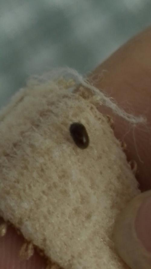 这是烟草甲么.在女生寝室发现的.没人吸烟.