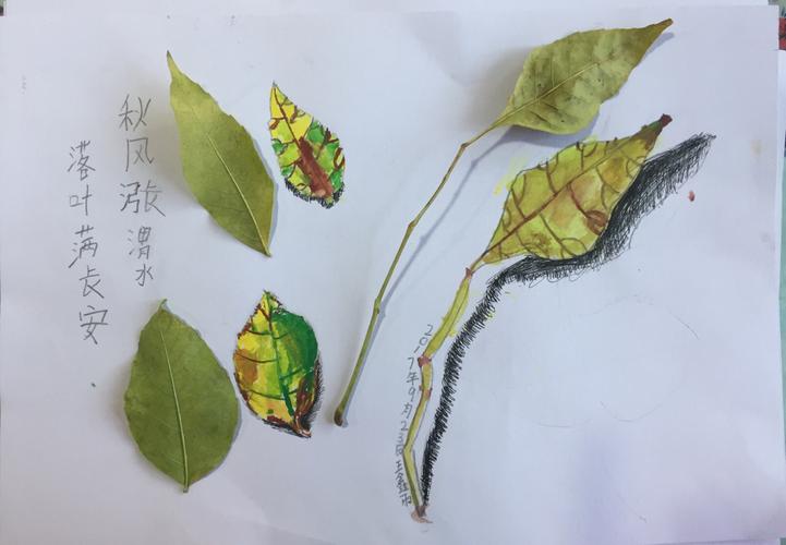 右面长枝叶子不管是在颜色上还是造型上都与实物非常相像,两个小叶子