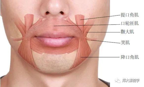 当降口角肌短缩时,可造成同侧口角下垂.