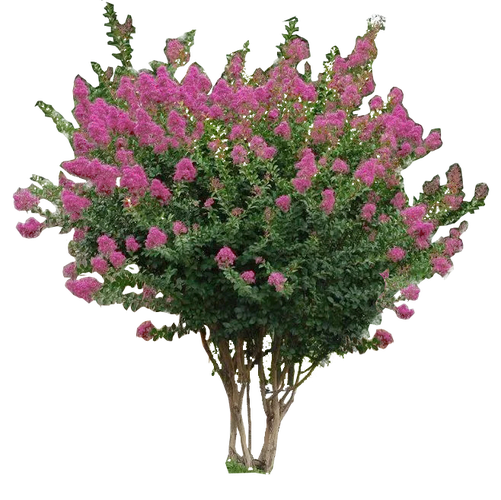 植物ps素材