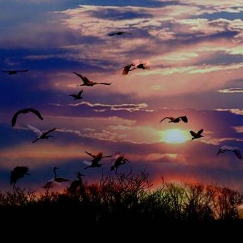 泰戈尔《飞鸟集》节选