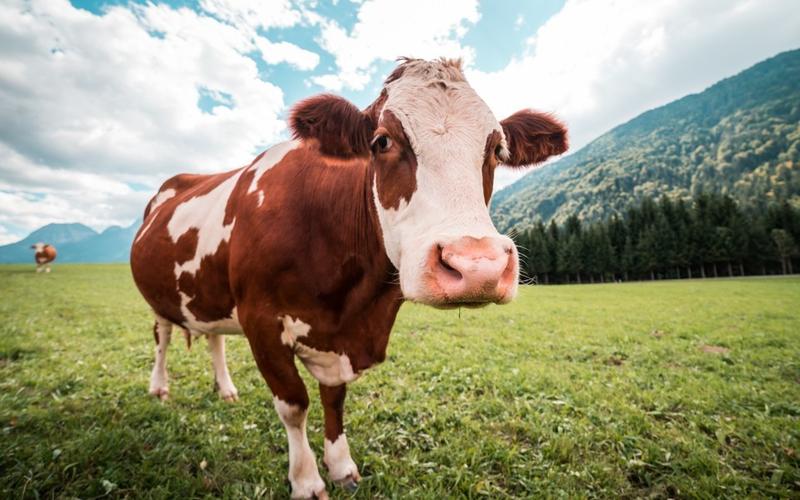 草原牛高清桌面壁纸