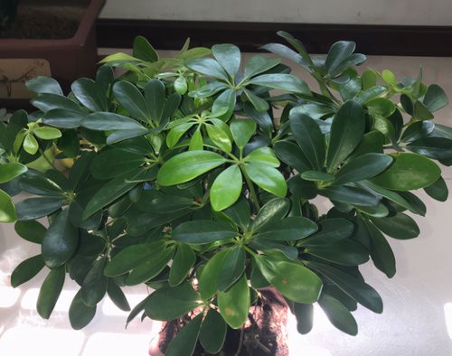 1 / 5 鸭掌木也叫做招财树,种在室内能够净化空气,还有非常好的寓意